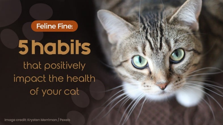 Tabby cat with green eyes looking up, next to text about five habits that positively impact cat health.