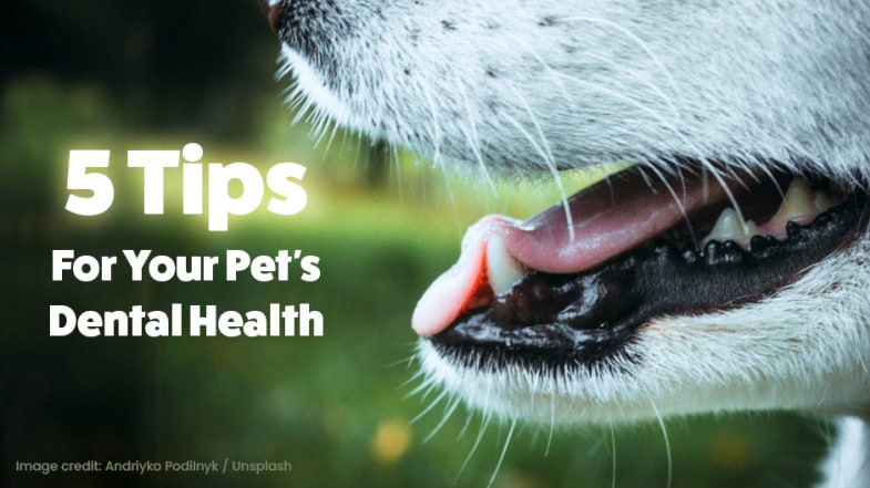 Close-up of a dog's mouth with text that reads "5 Tips For Your Pet's Dental Health" on a blurred green background.
