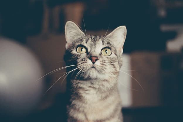 A grey tabby cat with yellow eyes looks slightly upward against a blurred indoor background.