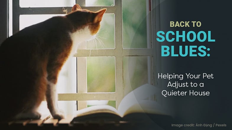 A cat sits on a windowsill next to an open book, looking outside. The text reads, "Back to School Blues: Helping Your Pet Adjust to a Quieter House.