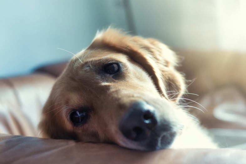 A golden retriever rests its head on a brown couch, looking directly at the camera in soft, natural light.