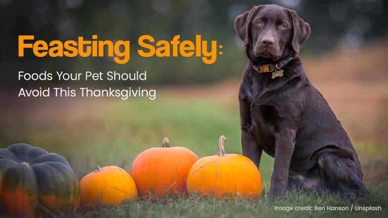 A chocolate labrador sits next to pumpkins on grass, with text about keeping pets safe from certain foods at Thanksgiving.