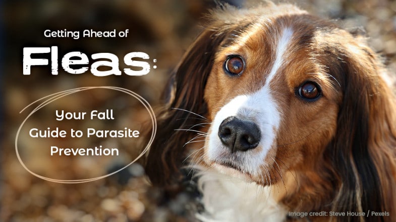 A close-up of a brown and white dog with text overlay: "Getting Ahead of Fleas: Your Fall Guide to Parasite Prevention.