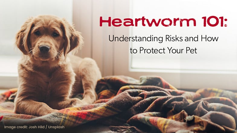 A dog lies on a blanket by a window with the text "Heartworm 101: Understanding Risks and How to Protect Your Pet" displayed alongside.