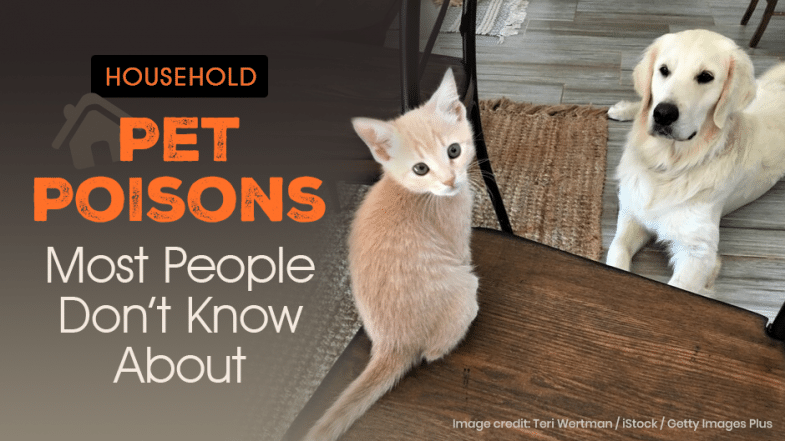 A cream kitten and a golden retriever sit on a rug and wooden floor next to text about household pet poisons most people don't know about.