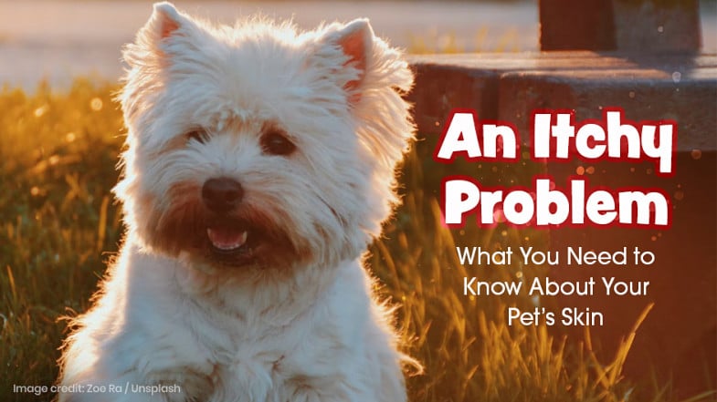 A fluffy white dog sits on grass in sunlight next to text that reads, "An Itchy Problem: What You Need to Know About Your Pet's Skin.