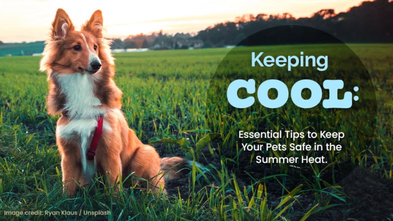 A dog wearing a red harness sits in a grassy field at sunset; text overlay reads, "Keeping Cool: Essential Tips to Keep Your Pets Safe in the Summer Heat.