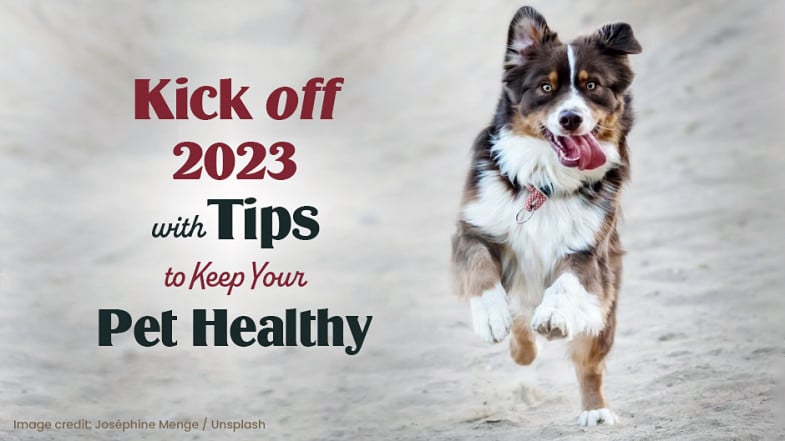 A dog runs on sand next to text that reads, “Kick off 2023 with tips to keep your pet healthy.” Image credit: Joséphine Menge / Unsplash.