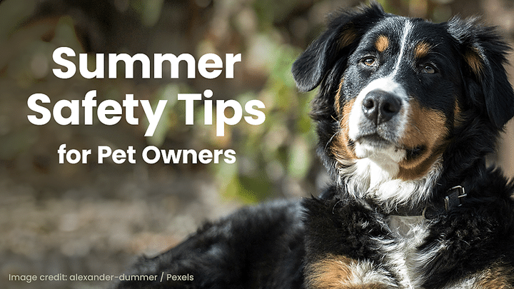 A black, brown, and white dog lies outdoors next to text that reads "Summer Safety Tips for Pet Owners.