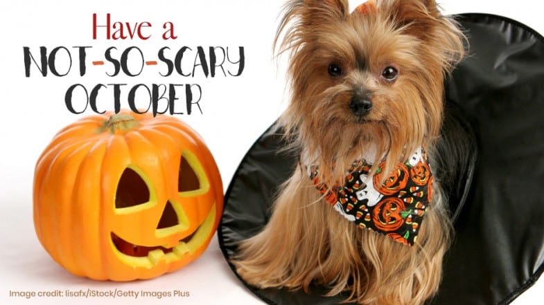 A small dog in a Halloween-themed scarf sits beside a carved jack-o’-lantern with the text “Have a Not-So-Scary October” in the background.