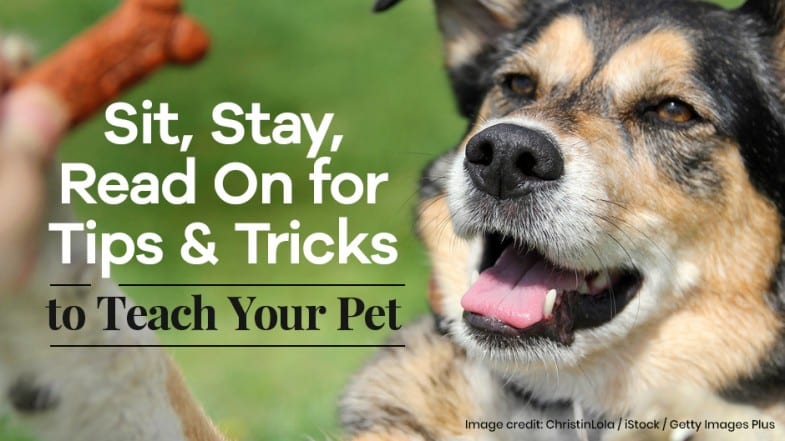 A dog looks attentively at a hand holding a treat, with text overlay offering tips and tricks to teach your pet.