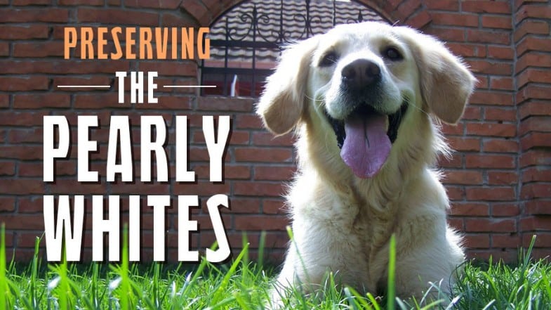 A golden retriever lies on green grass in front of a brick wall. Large text reads: "Preserving the Pearly Whites.