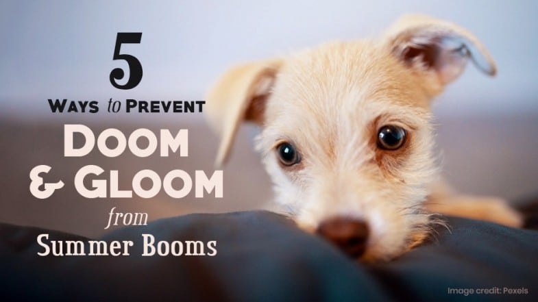 A small tan puppy lies on a dark surface next to text reading "5 Ways to Prevent Doom & Gloom from Summer Booms.