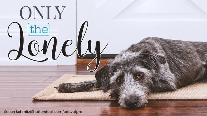 A scruffy gray dog lies on a rug indoors, looking up with sad eyes. Text on the image reads "Only the Lonely.