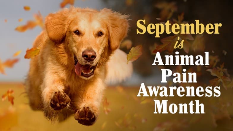 A golden retriever runs through falling leaves beside text that reads, “September is Animal Pain Awareness Month.”.