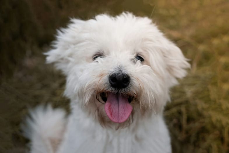 A small, fluffy white dog with a black nose sits outdoors, looking at the camera with its mouth open and tongue out.