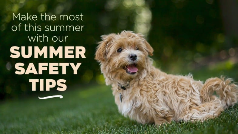 Small fluffy dog sits on green grass with trees in the background; text reads, "Make the most of this summer with our summer safety tips.