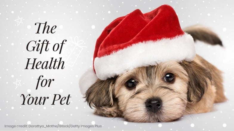 A small brown puppy wearing a Santa hat lies on a white surface with the text "The Gift of Health for Your Pet" beside it against a light background with snowflakes.
