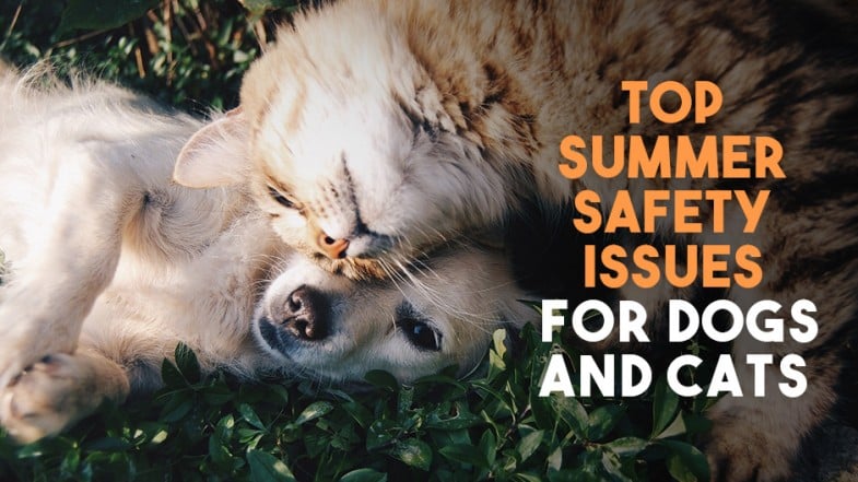 A cat and a dog lie on grass with the cat nuzzling the dog; text reads "Top summer safety issues for dogs and cats.