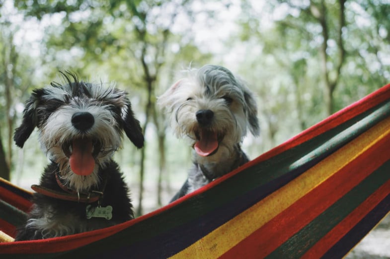 Two small dogs with shaggy fur and open mouths sit in a colorful striped hammock outdoors, with trees blurred in the background.