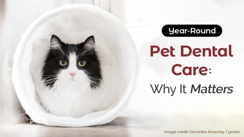 A black and white cat sits inside a white tunnel with text promoting year-round pet dental care and its importance.